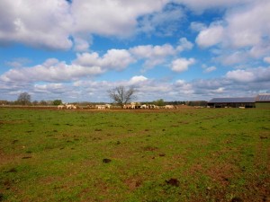 So sieht es normalerweise aus. Keine Angst, die Kühe sind aktuell auf ihrer Sommerweide. Die Fladen sind bereits entfernt und der Boden ist geebnet und begrünt. Ein wahrhaftes Idyll an Festivalgelände.